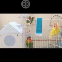 طوطی برزیلی