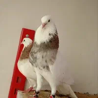 کفتر فروشی|پرنده|بیرجند, |دیوار