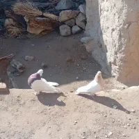 طوقی کله|پرنده|قهستان, |دیوار