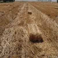 فروش پرس گندم