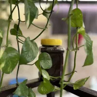 رب انار ورب آلوچه