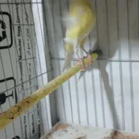 ۴تا قناری جوان طلایی و قرمز