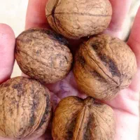 فروش گردو خشک وگردو خیس تازه