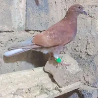 کبوتر. پرنده.کفتر.|پرنده|چناران, |دیوار