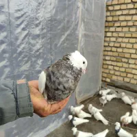 کبوتر طوقی|حیوانات|اسلام‌‌آباد غرب, |دیوار