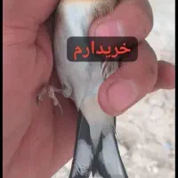 سهره چونه مهر خطی باز