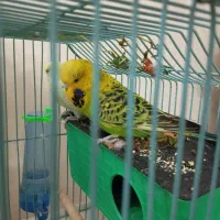 جفت مرغ عشق انگلیسی|پرنده|اندیشه, اندیشه فاز ۲|دیوار