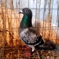 کبوتر پلاکی کویت