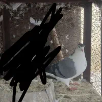 کفتر|پرنده|میبد, |دیوار