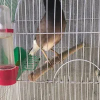 فروش مینا بالغ با قفس بزرگ