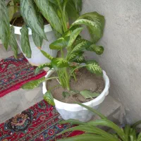 گل زیبای طبیعی