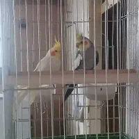 عروس هلندی سالم سرحال