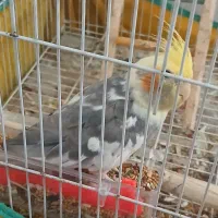 عروس هلندی  با قفس