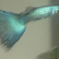 ماهی گوپی بلو مسکو و بیگ ایر