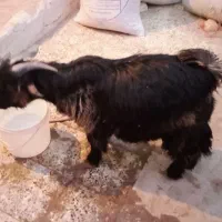 بزغاله کشتی|حیوانات مزرعه|فرخ‌شهر, |دیوار