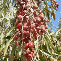 نهال سنجد قزل و حاج حسینی و قزل