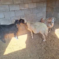 دو میش دو بز دو بره ماده|حیوانات مزرعه|آبدانان, |دیوار