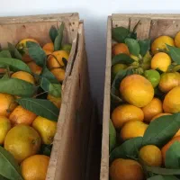 نارنگی انشو تازه چین برگی و کیوی مربایی|حراج|کلاچای, |دیوار