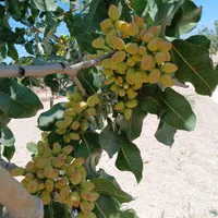 نهال پسته و نهالستان|خدمات باغبانی و درختکاری|تهران, پاسداران|دیوار