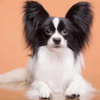 سگ پاکوتاه نژاد پاپیلون