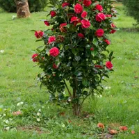 خدمات باغبانی