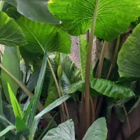 گل های تزیینی برای باغچه و داخل خانه