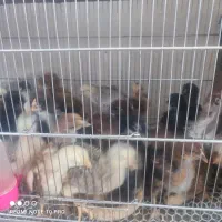 جوجه گلپایگان یک ماهه