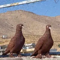 فروش کبوتر سرک سیاه|پرنده|شیراز, ارم|دیوار