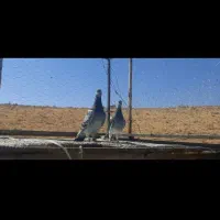 کبوتر|پرنده|شیراز, شهرک والفجر|دیوار