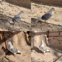 پشت گراف ماده|پرنده|رادکان, |دیوار