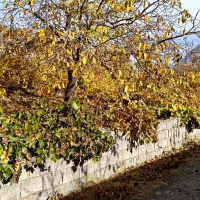 فروش باغچه تفریحی لوکیشن استثنایی|فروش زمین و ملک کلنگی|سیسخت, |دیوار