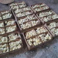 جوجه گوشتی نژاد راس ۳۰۸ نژاد سنگین|حیوانات مزرعه|تهران, شهر‌زیبا|دیوار