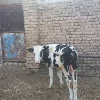 گوساله|حیوانات مزرعه|قزوین, |دیوار