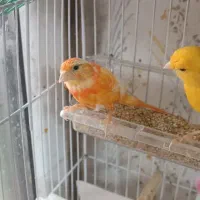 دو جفت قناری