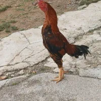 تخم نطفه دار لاری