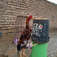 جوجه اوشامو ب رنگ های بسیار زیبا از بهترین مولدین