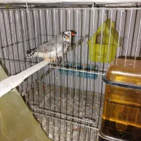 چند جفت فنچ نروماده زبرا وکینگ وهمراه جوجه آن