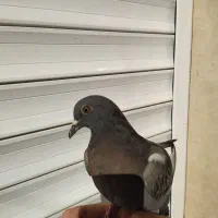 کبوتر پلاکی