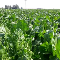 اجاره زمین کشاورزی حسن نوران