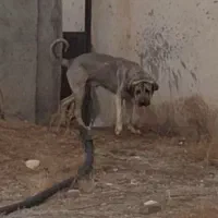 سگ عراقی|سگ|فامنین, |دیوار