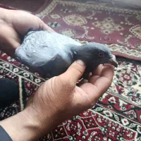 کفتر مسافتی گرفتنی