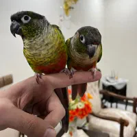 ۱ جفت طوطی گرینچیک رام و‌ دستی و سخنگو