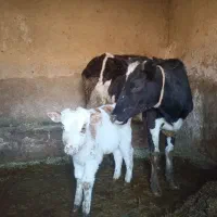 گاوگوساله‌نر‌اول‌شکم