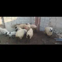 میش فر وشی|حیوانات مزرعه|سربیشه, |دیوار