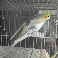 جفت عروس هلندی دوکت لوتینو مولد با قفس کاسکویی