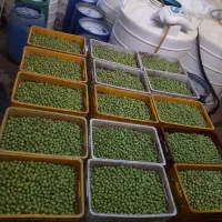 کارگاه فراوری و پخش زیتون|عمدهفروشی|تاکستان, |دیوار