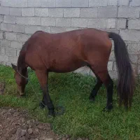 اسب هم کاری هم سواری|اسب و تجهیزات اسب‌سواری|سنگر, |دیوار