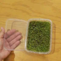 گیاه آبزی  آزولا