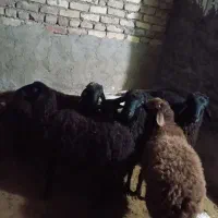 ۶ راس بره نر