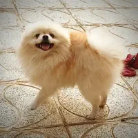 یک جفت پامر نر و ماده|حیوانات|فردیس, شهرک ناز|دیوار